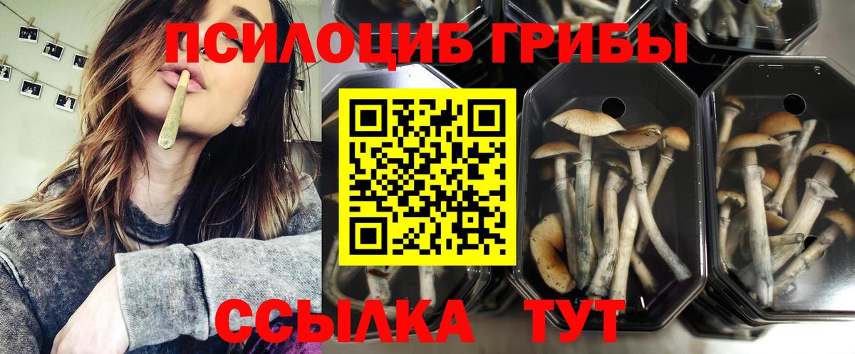 Псилоцибиновые грибы Psilocybe  Вход с VPN  Жигулёвск  Псилоцибиновые грибы ЛСД 